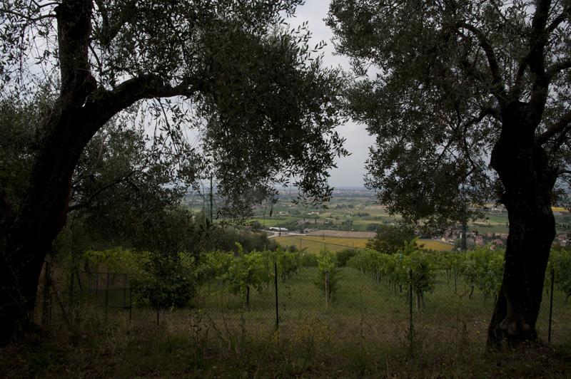 Agriturismo La Grotta San Giuliano Terme Esterno foto
